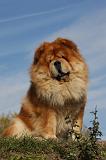 CHOW CHOW 413